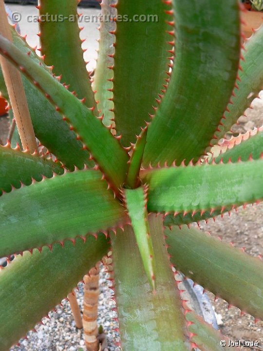 Aloe rupestris PR ex Lavranos, RSA ©JLcoll.353